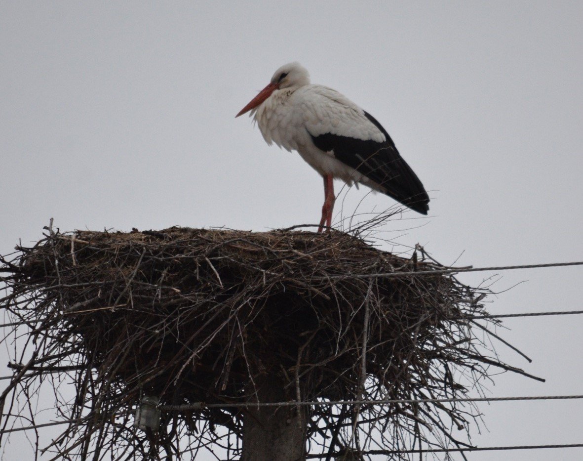 Аист Воронежская область