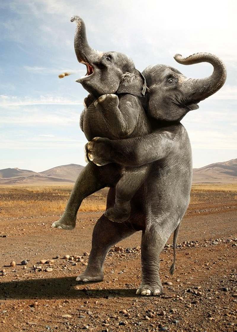 Я и мой слон