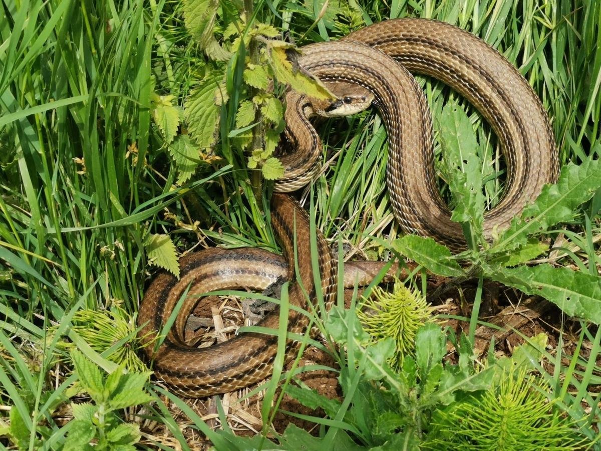 Четырехполосый полоз