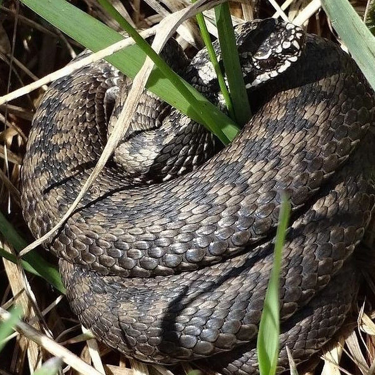 Гадюка Алтай