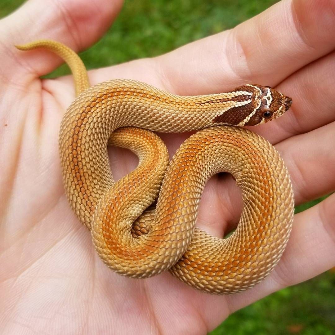 Оранжевый полоз змея