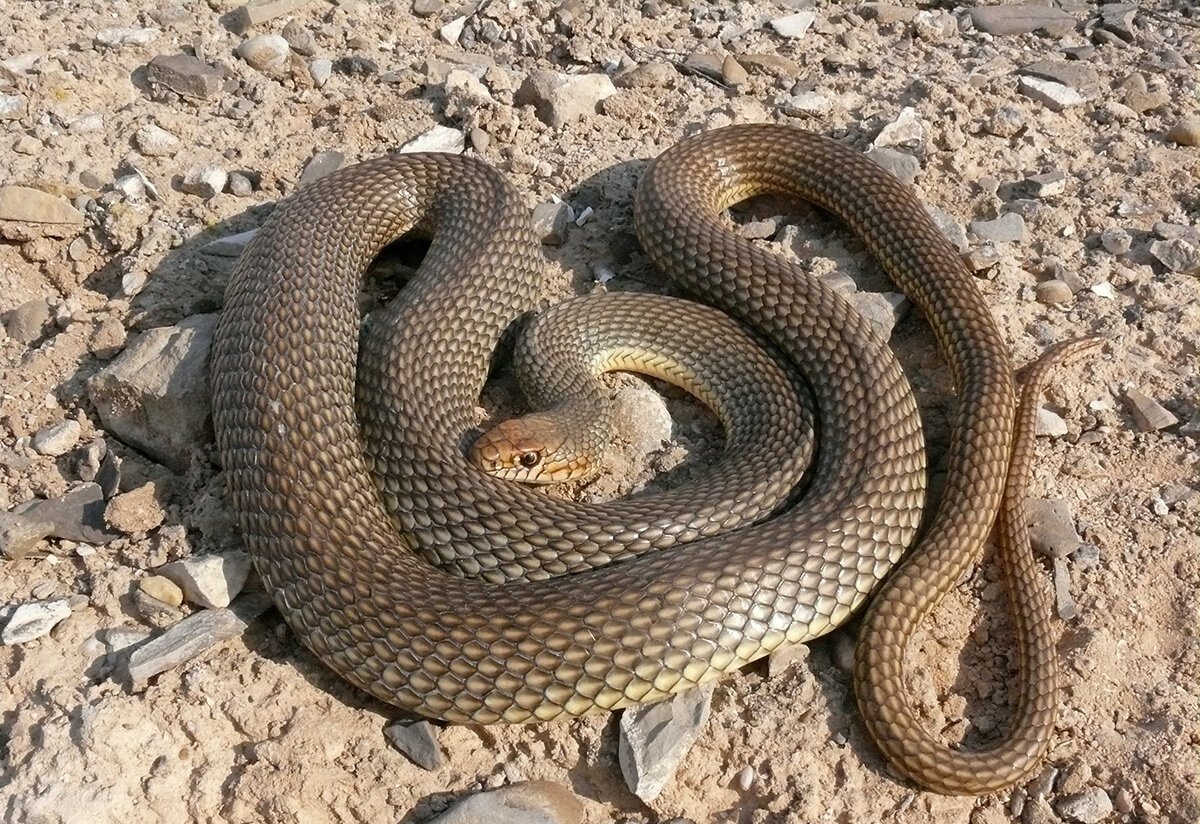 Желтобрюхий полоз (Dolichophis caspius)