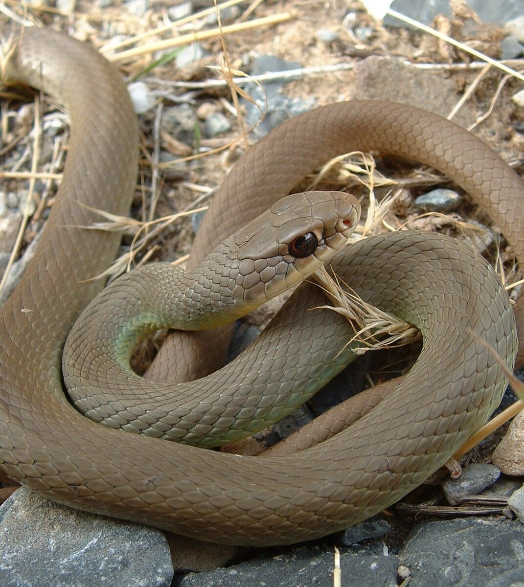 Сентлюсийский полоз