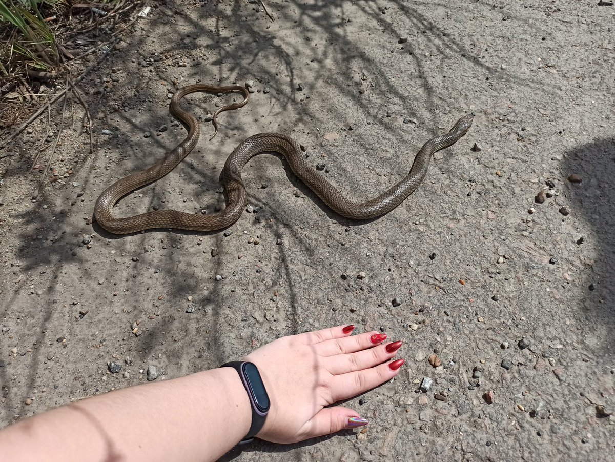 Гадюка Ставропольского