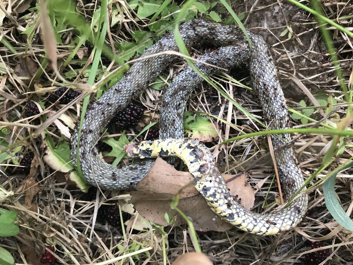 Степной удав желтобрюх