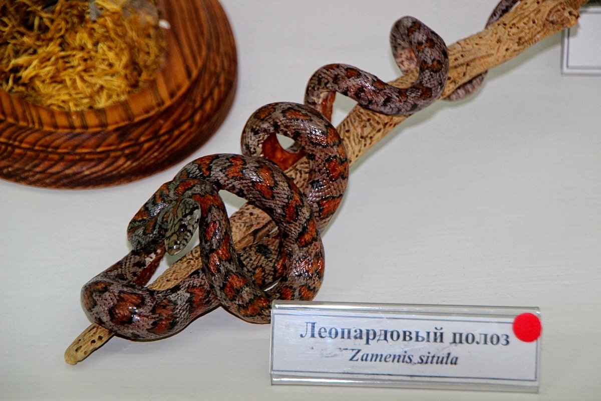 Леопардовый полоз Крымский