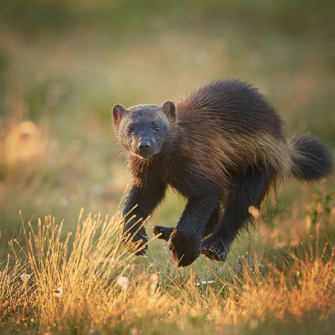 Росомаха (Gulo Gulo)