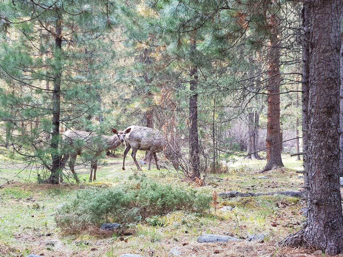 Дикая Сибирь