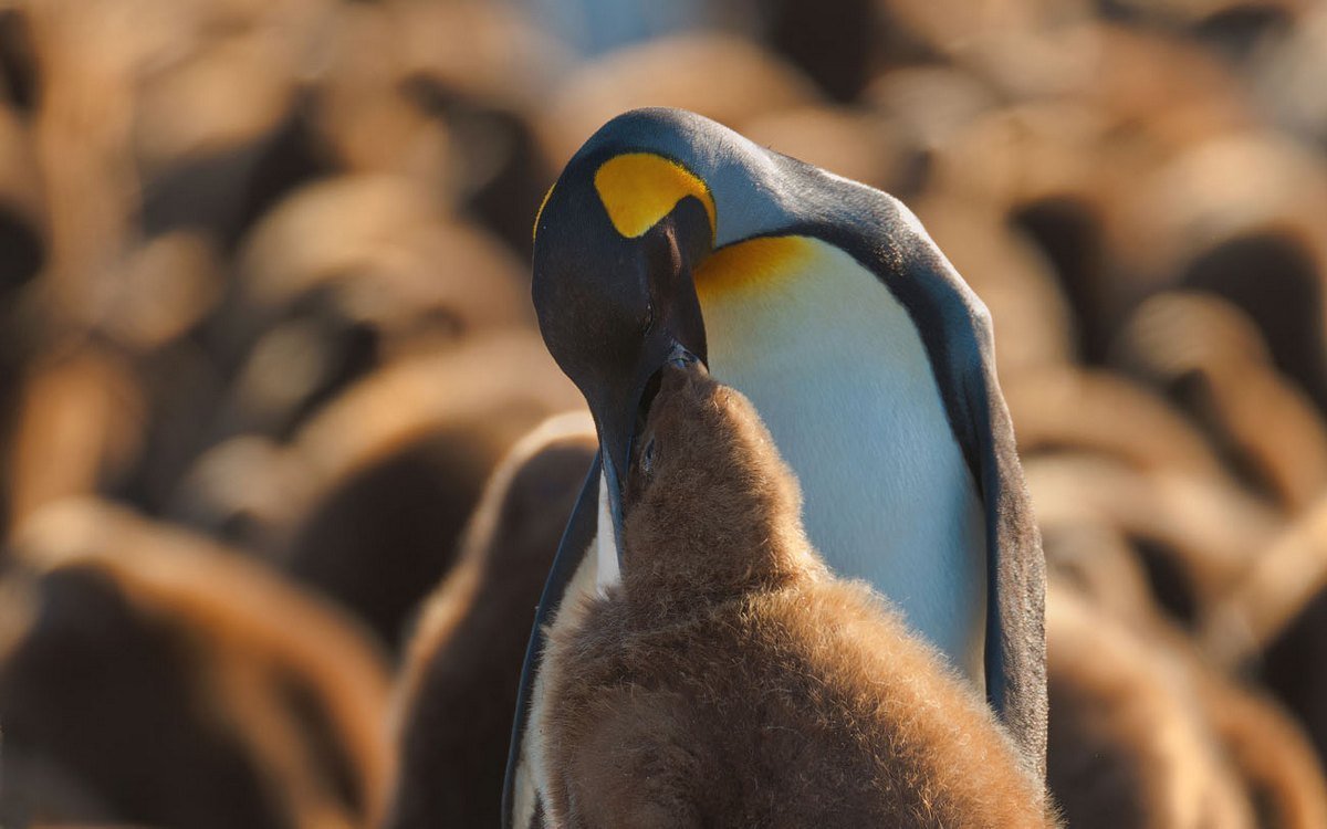 Коричневый Пингвин