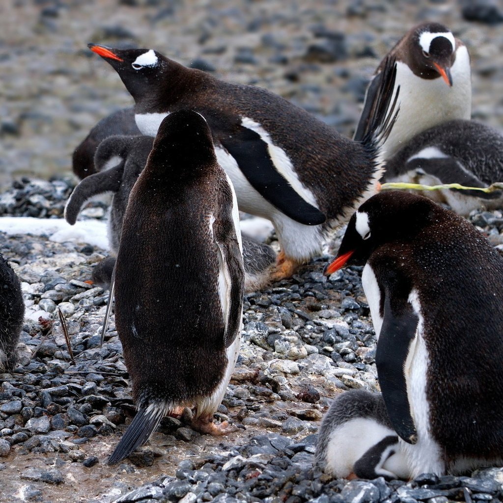 Антарктический Пингвин птенец