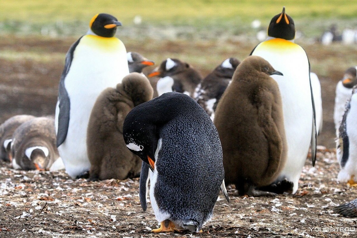 Субантарктический Пингвин