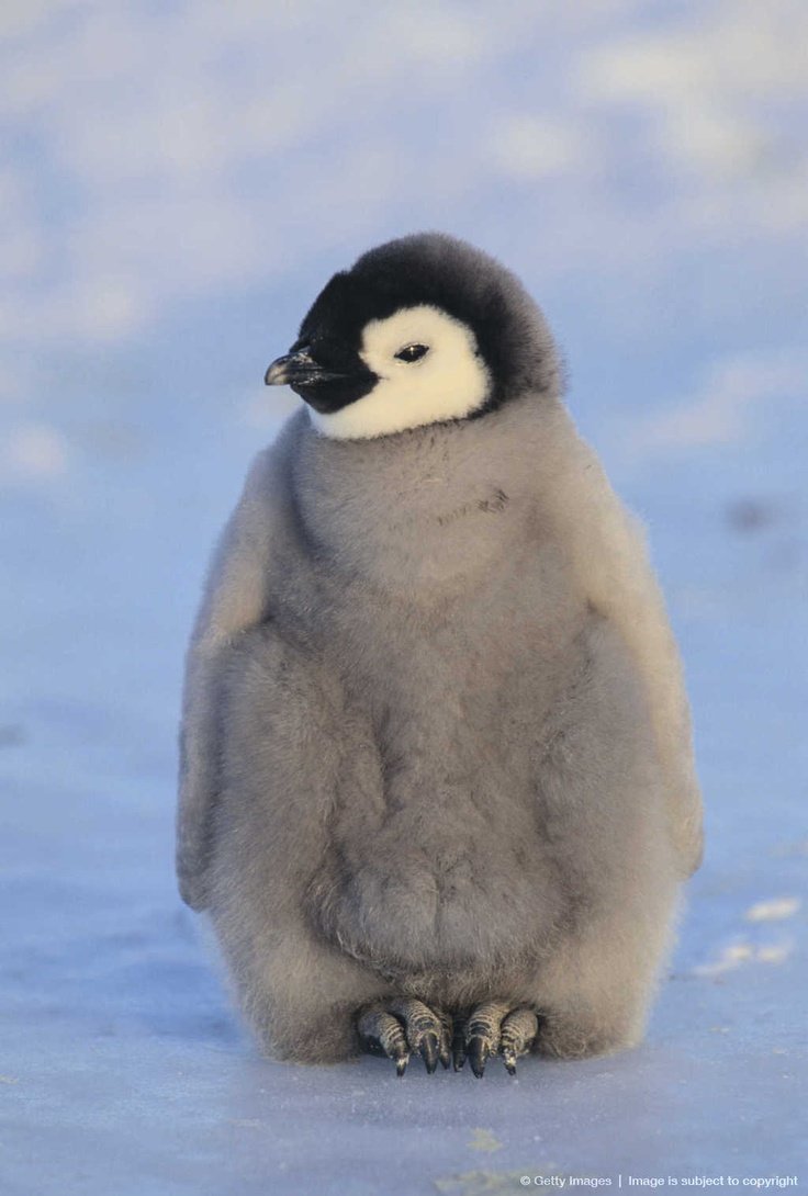 Птенец Императорского пингвина