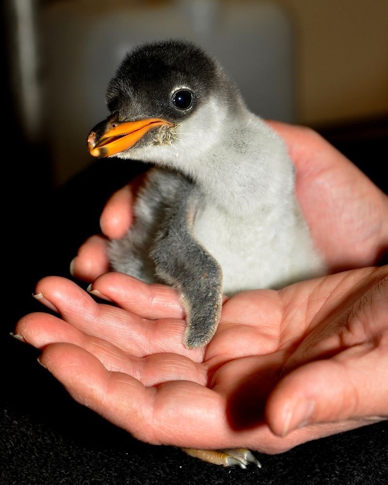 Птенец пингвина