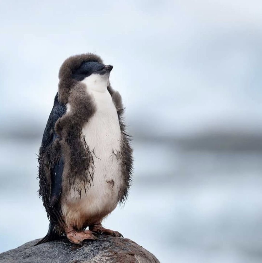 Антарктида пингвины Адели