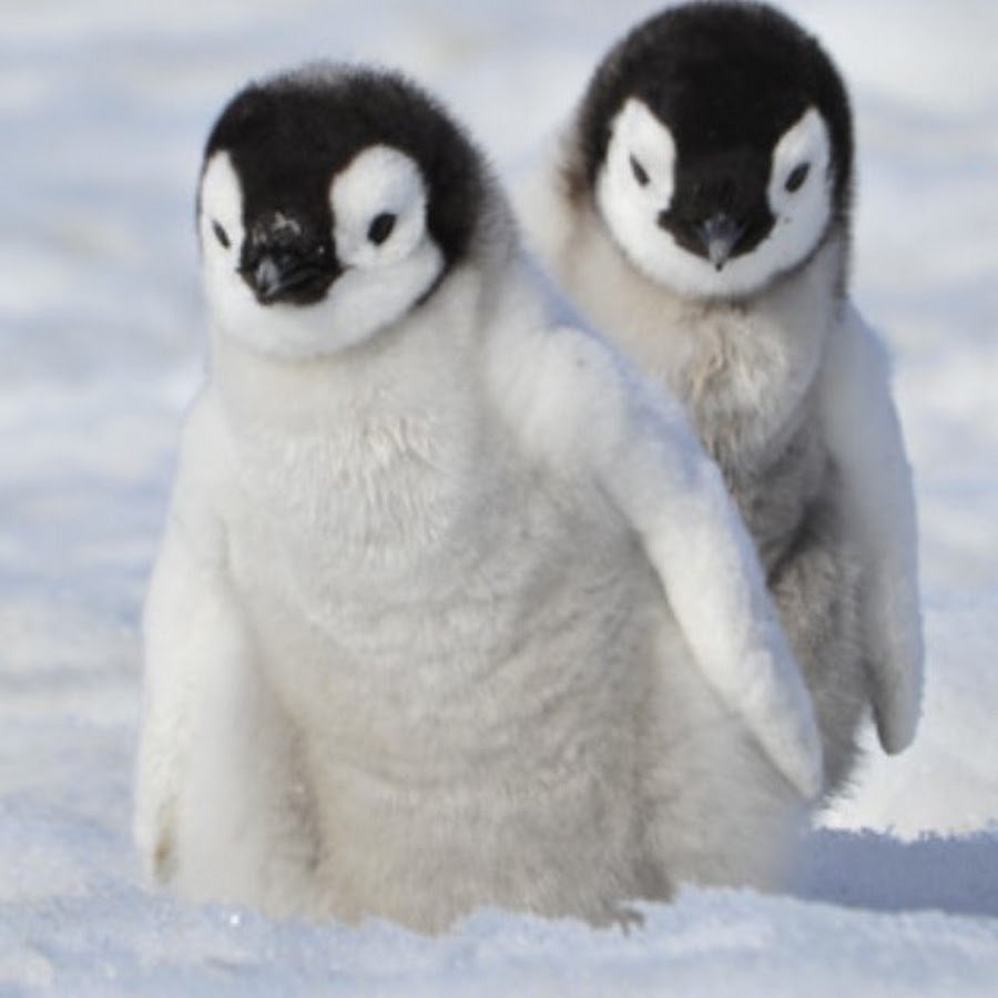 Пингвин маленький