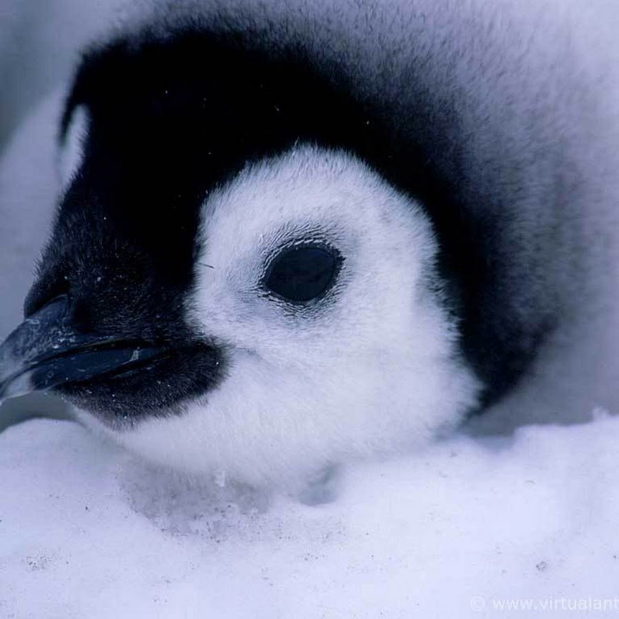 Пушистый Пингвин