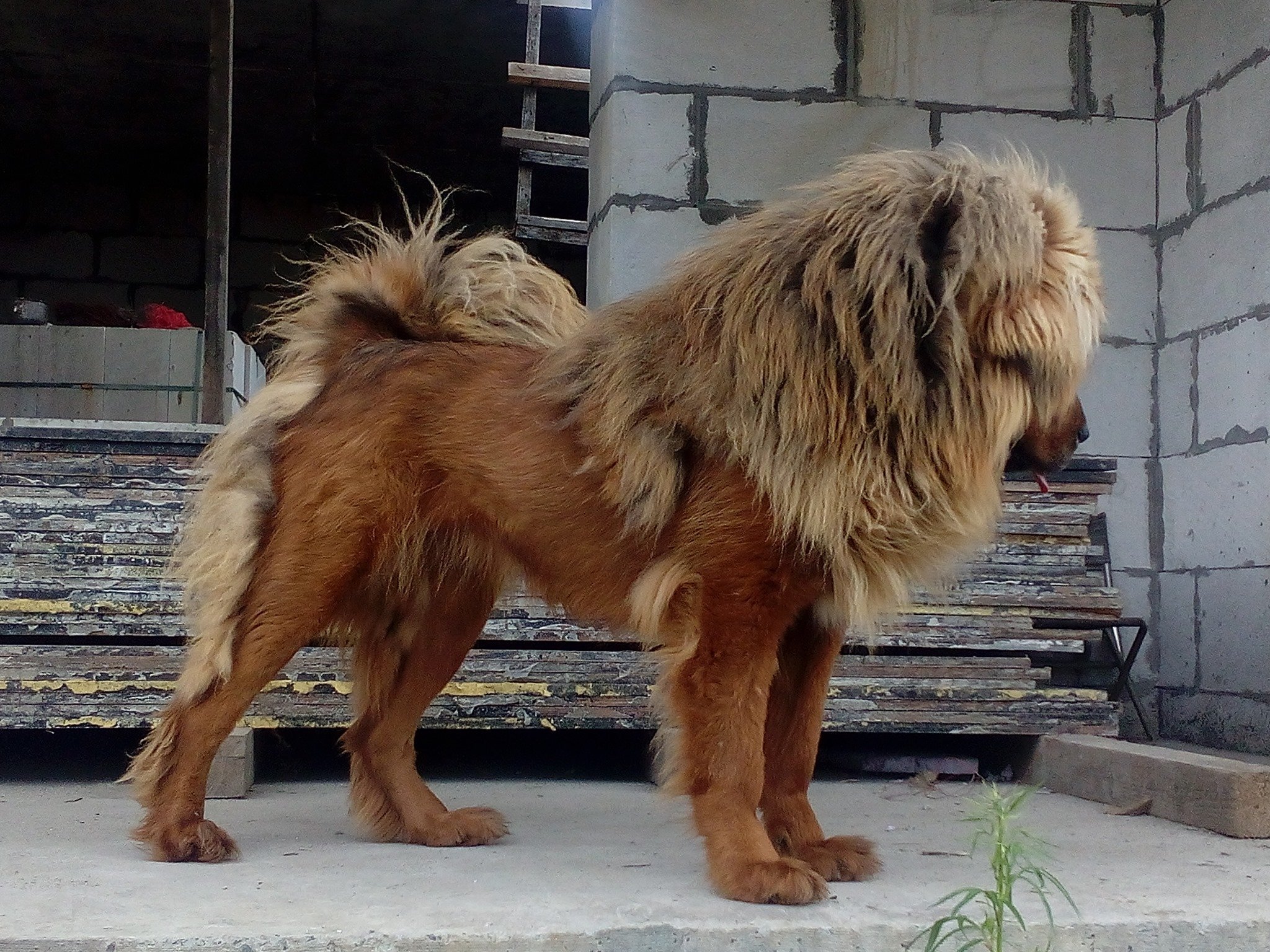Подстриженный тибетский мастиф - 58 фото