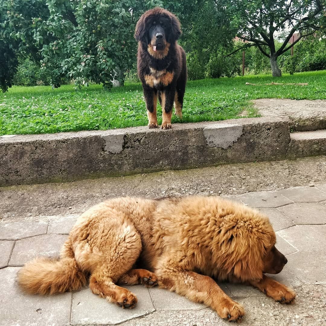 Стриженый тибетский мастиф