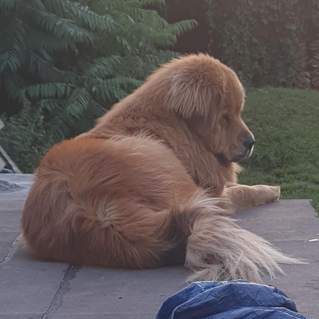 Тибетский мастиф бритый