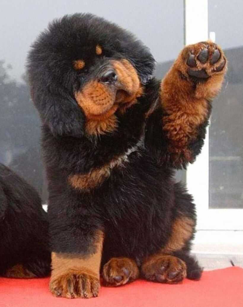 Тибетский мастиф