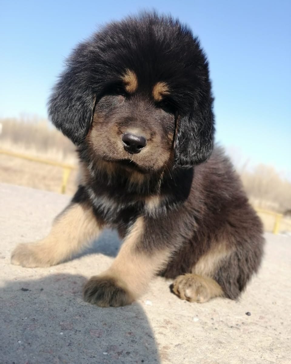 Тибетский мастиф