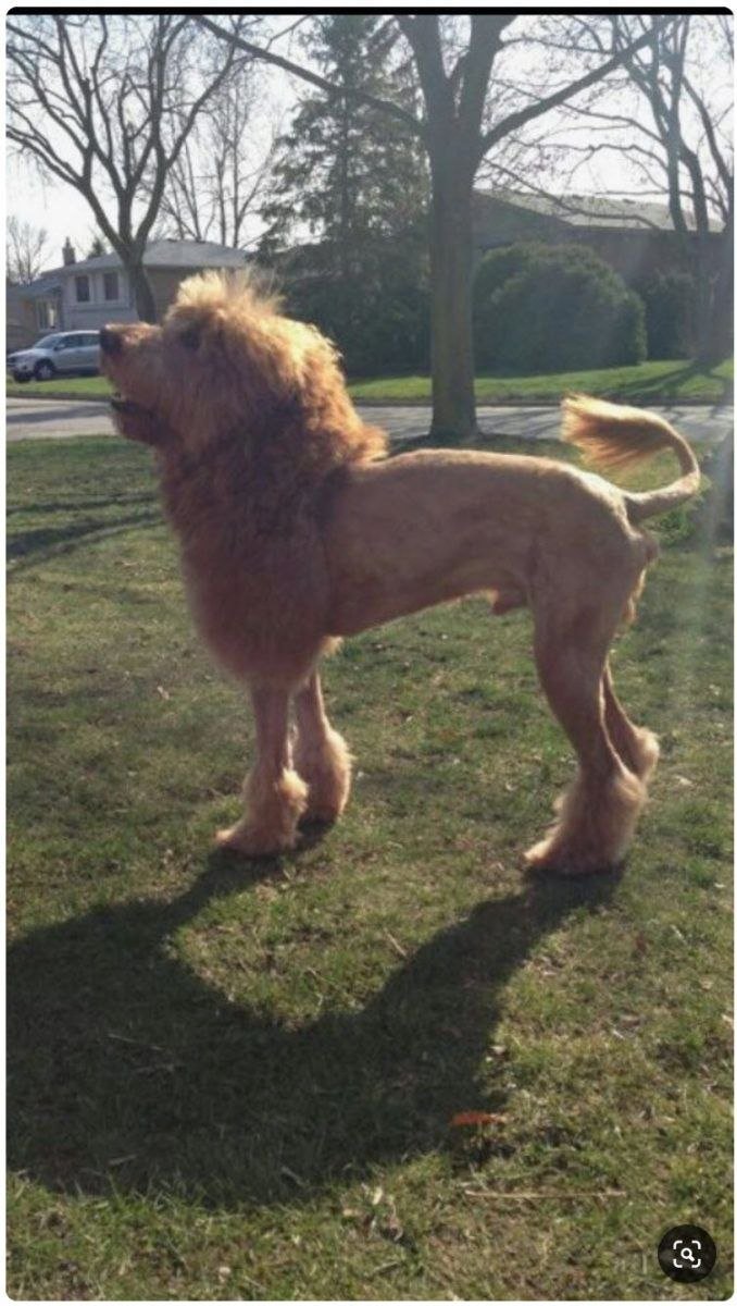 Тибетский мастиф стрижка под Льва