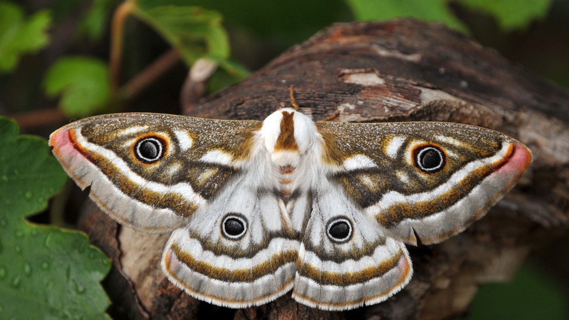 Крупные бабочки фото. Gonimbrasia Belina. Калиго Мемнон бабочка. Павлиноглазка Калиго. Гусеница бабочки Калиго.