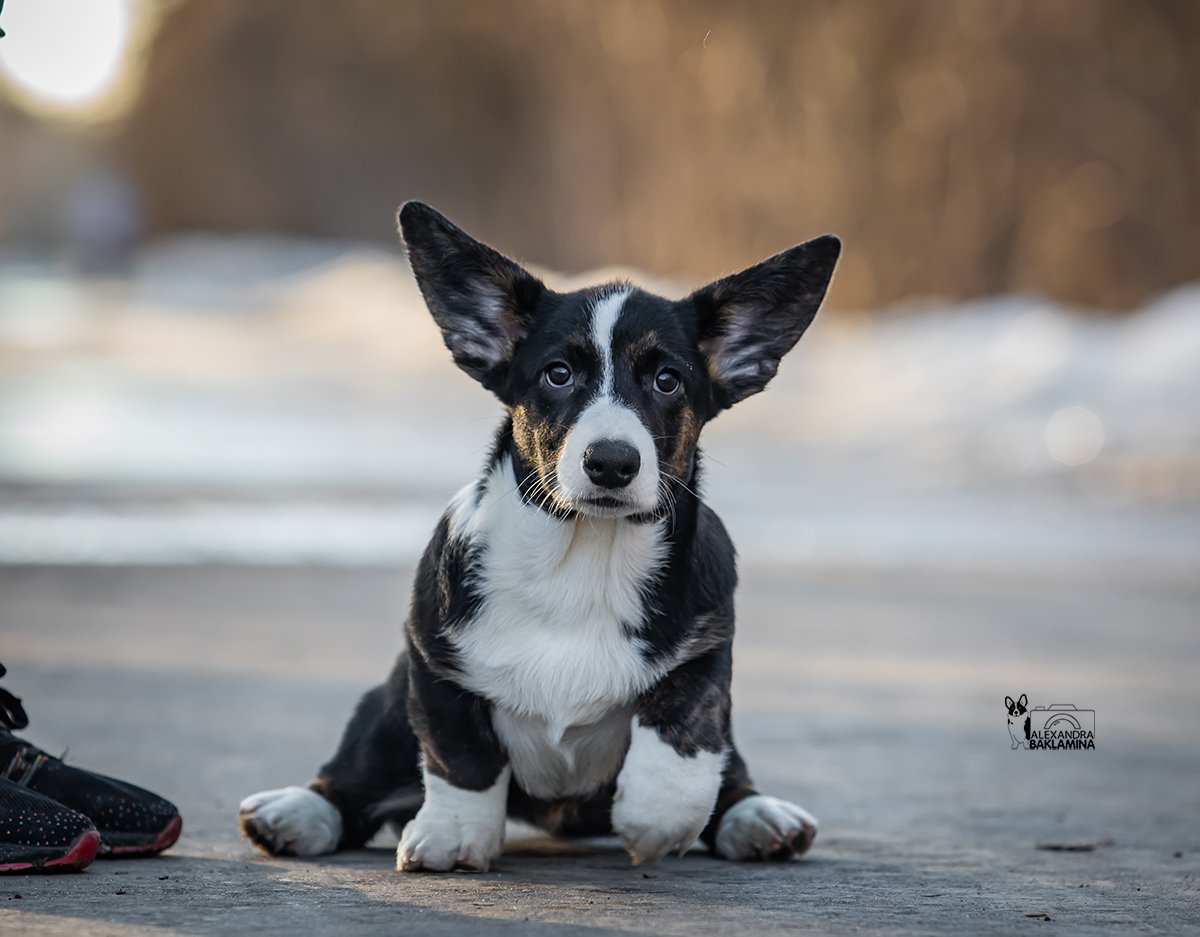 Вельш-корги-кардиган Ursa