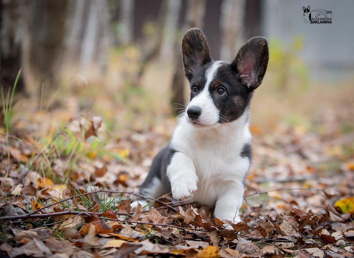 Вельш корги кардиган Триколор