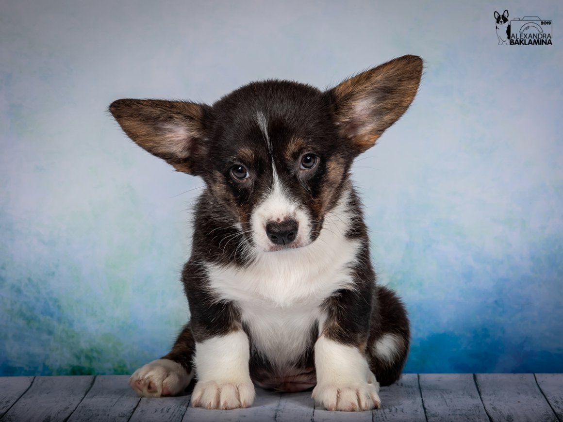 Руэлвен Дью корги кардиган