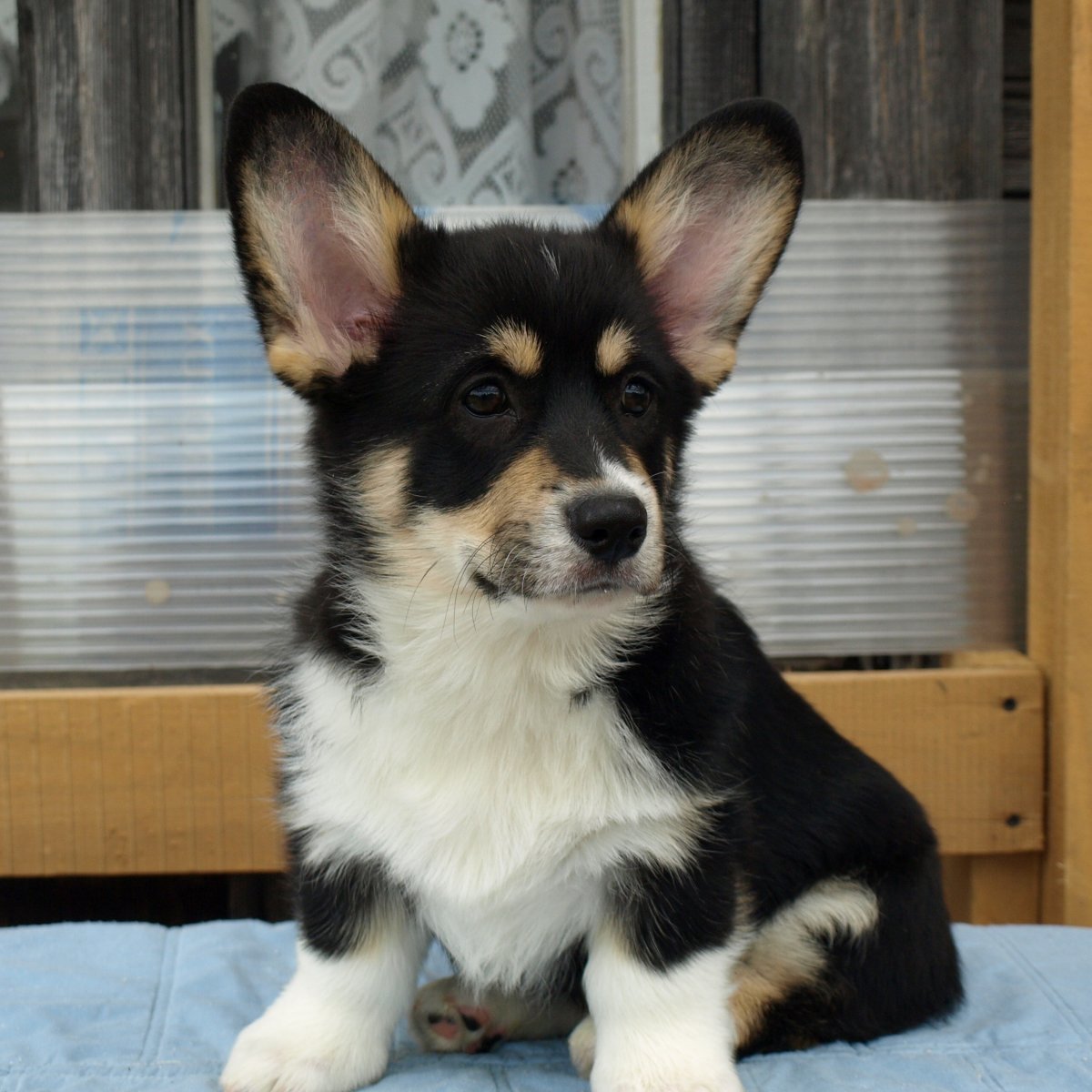 Вельш корги кардиган Триколор