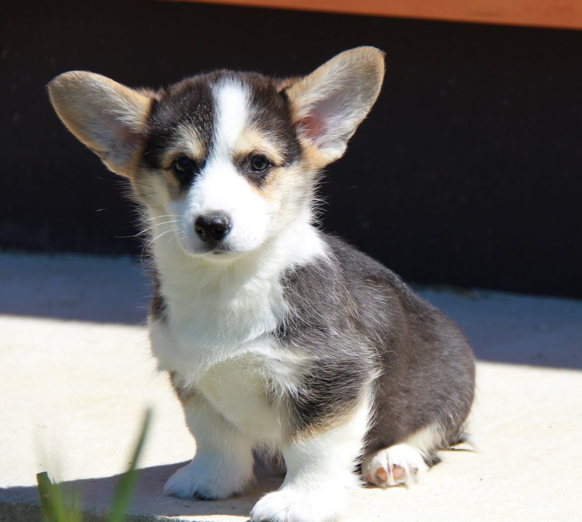 Вельш корги кардиган Триколор щенок