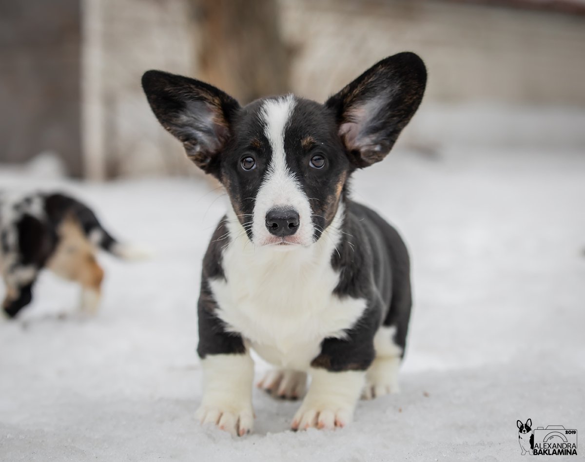 Корги кардиган Триколор