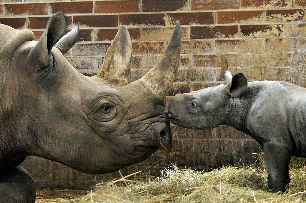 Сколько детенышей носорога родилось в 2001 году. Зоопарк Двур Кралове Чехия. Московский зоопарк носорог. Двурогий носорог. Детеныш носорога.