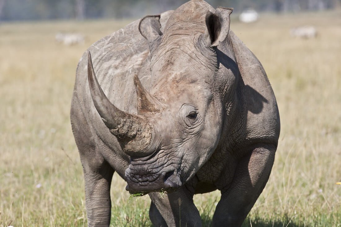 Гибрид слона и носорога