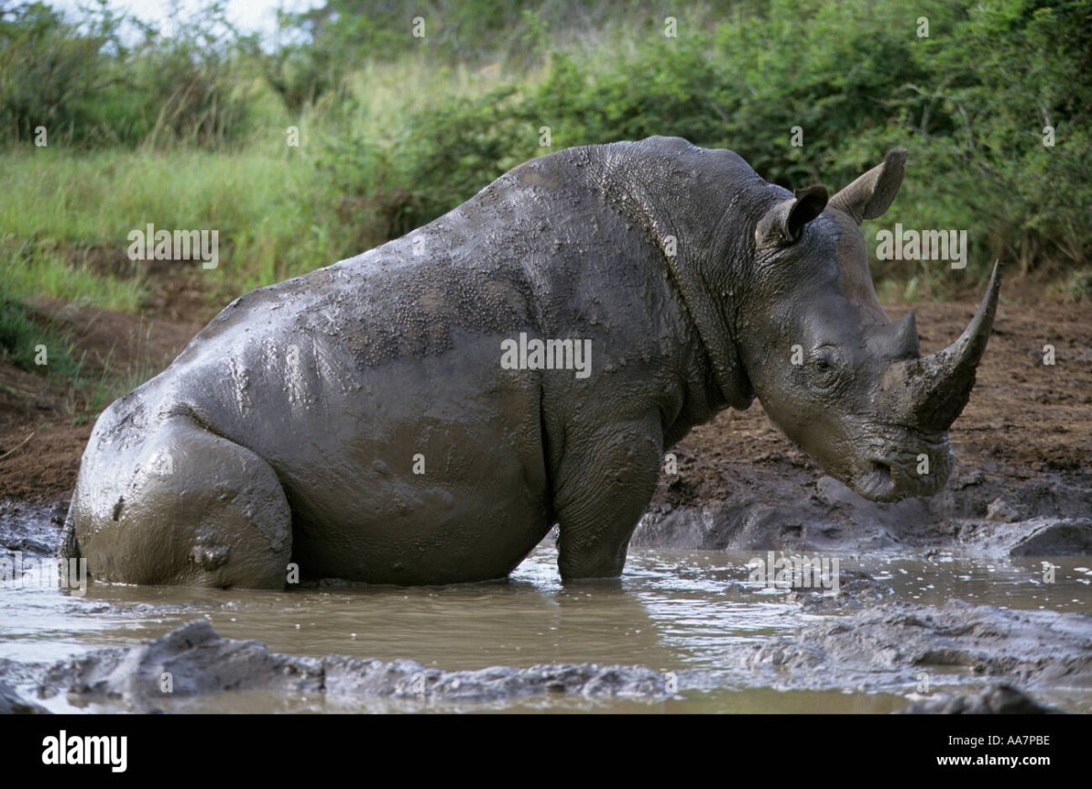 Носорог купается