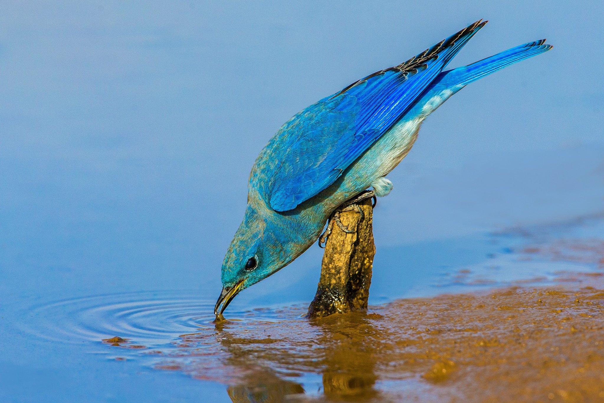 Синяя птица под. Голубая сиалия птица. Сиалия Лазурная птица. Sialia currucoides.