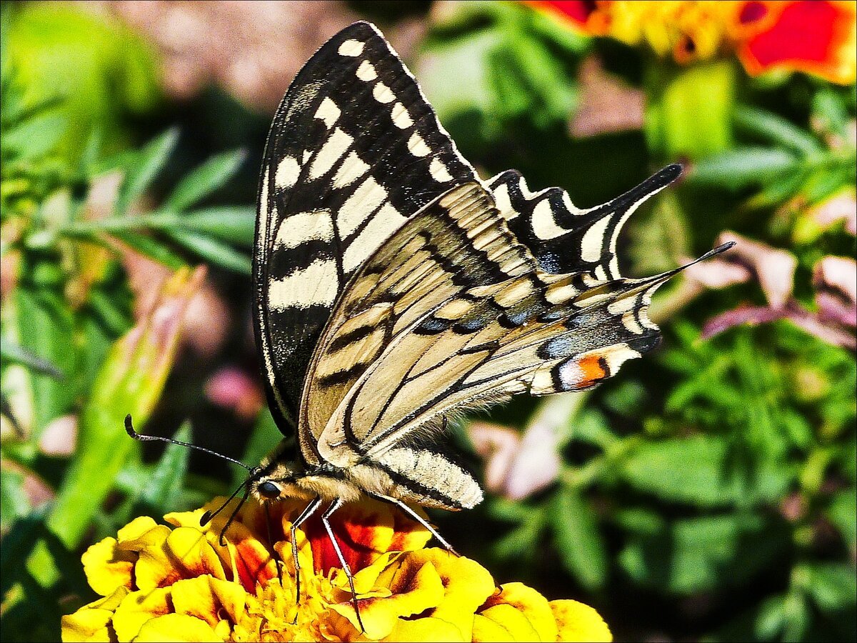 Хвостоносец Махаон