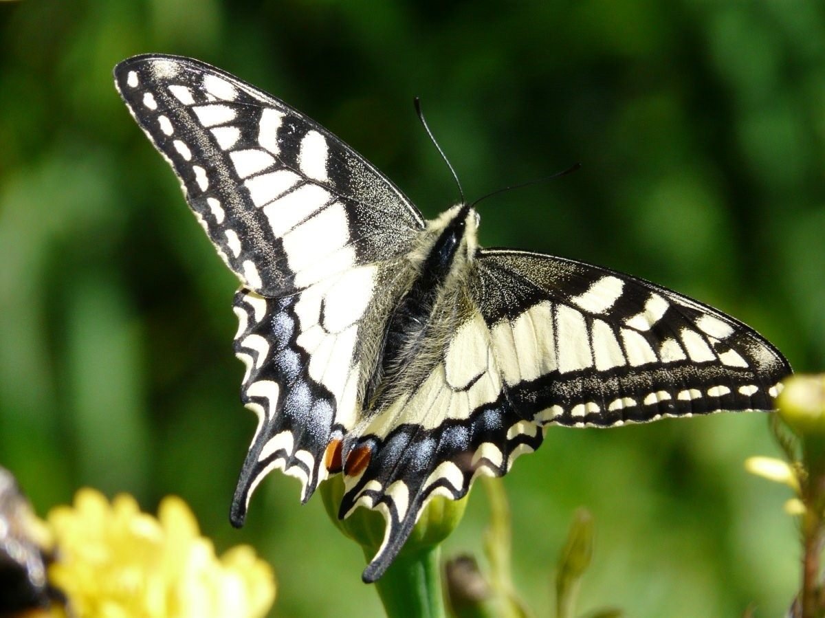 Гусарик Махаон бабочка