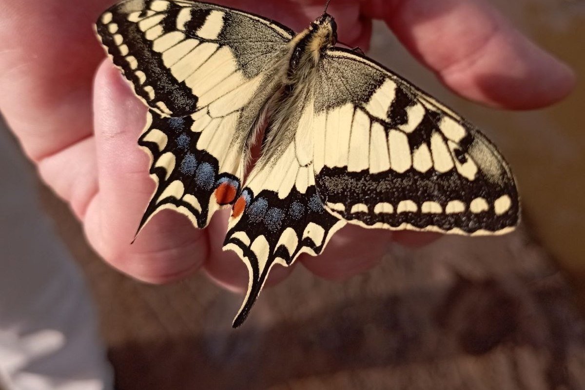 Крылья бабочки