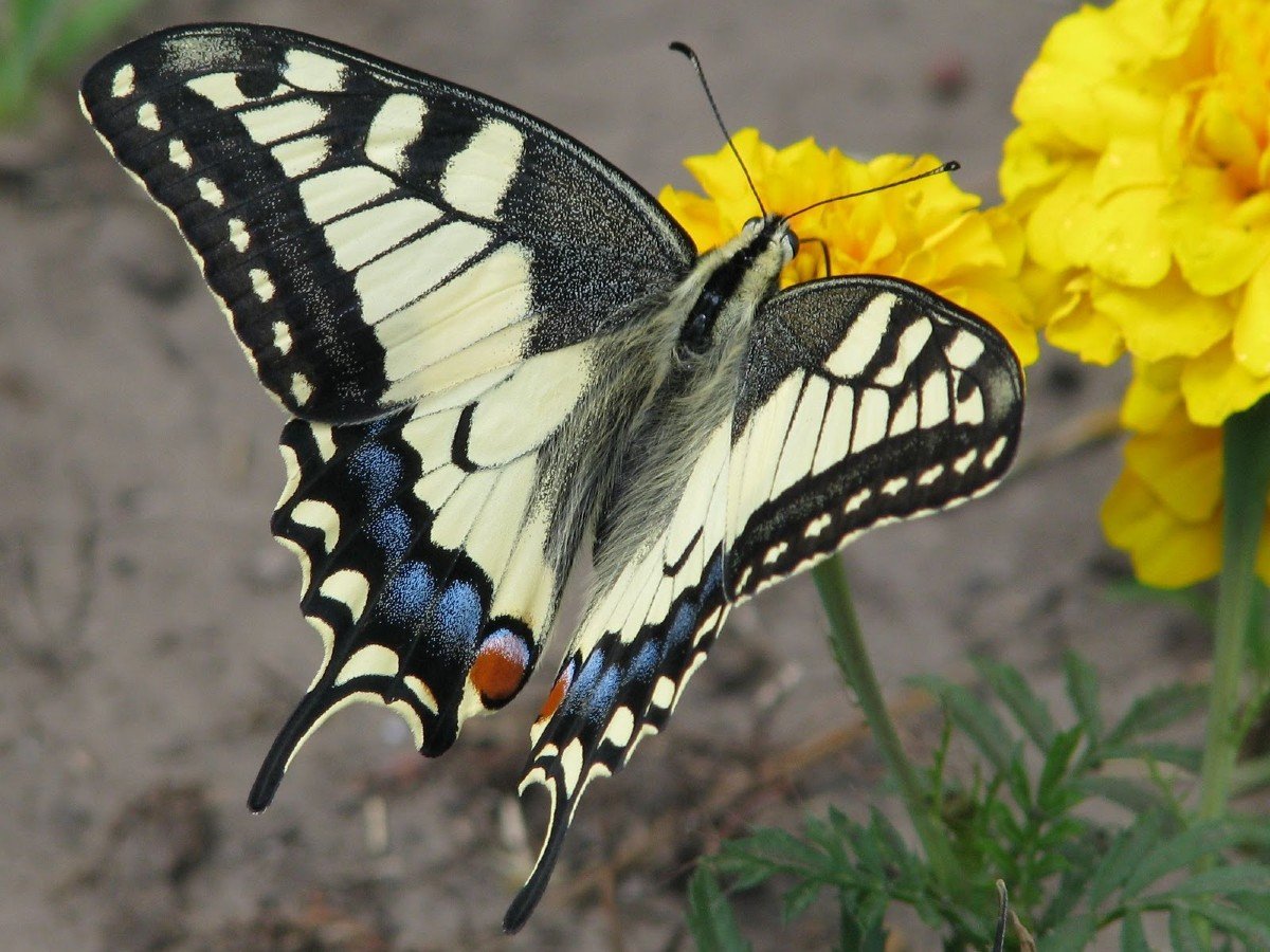 Бабочка Махаон (Papilio Machaon)