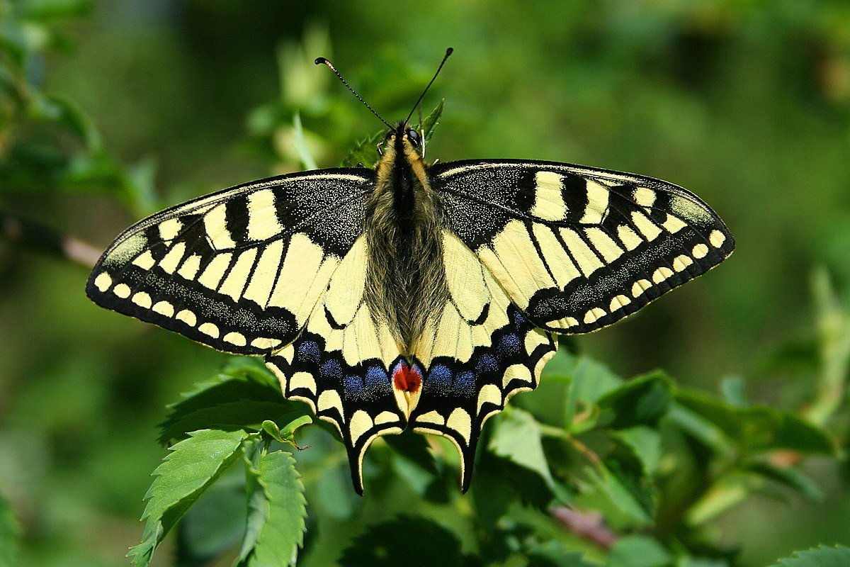Papilio Machaon