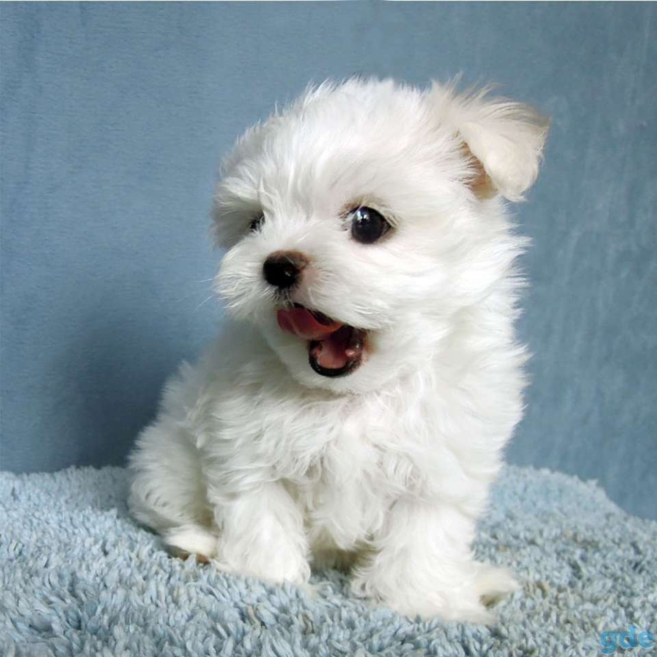 Порода похожая на болонку