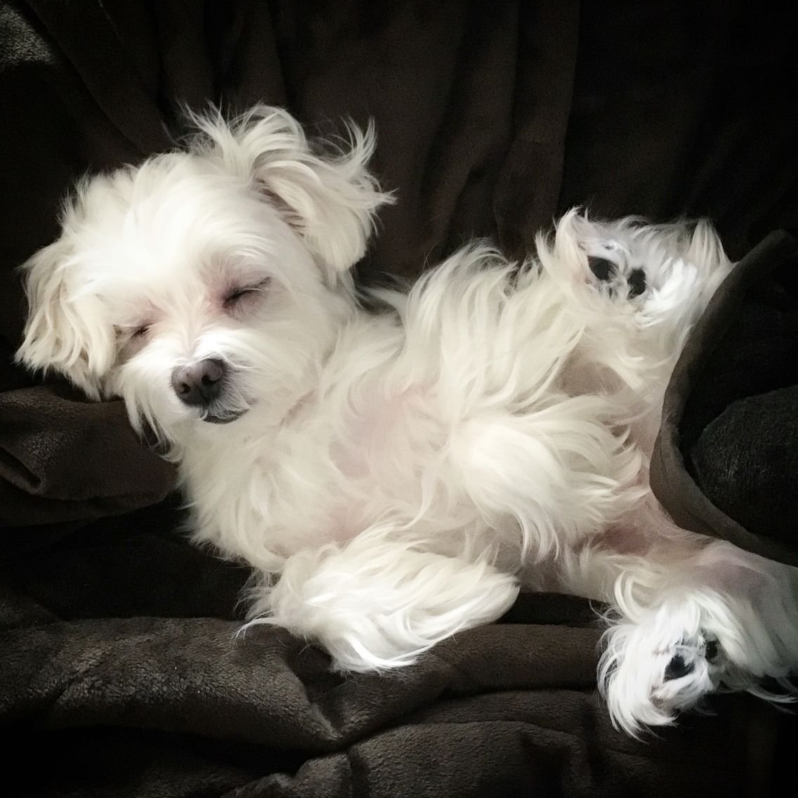 Корейская болонка