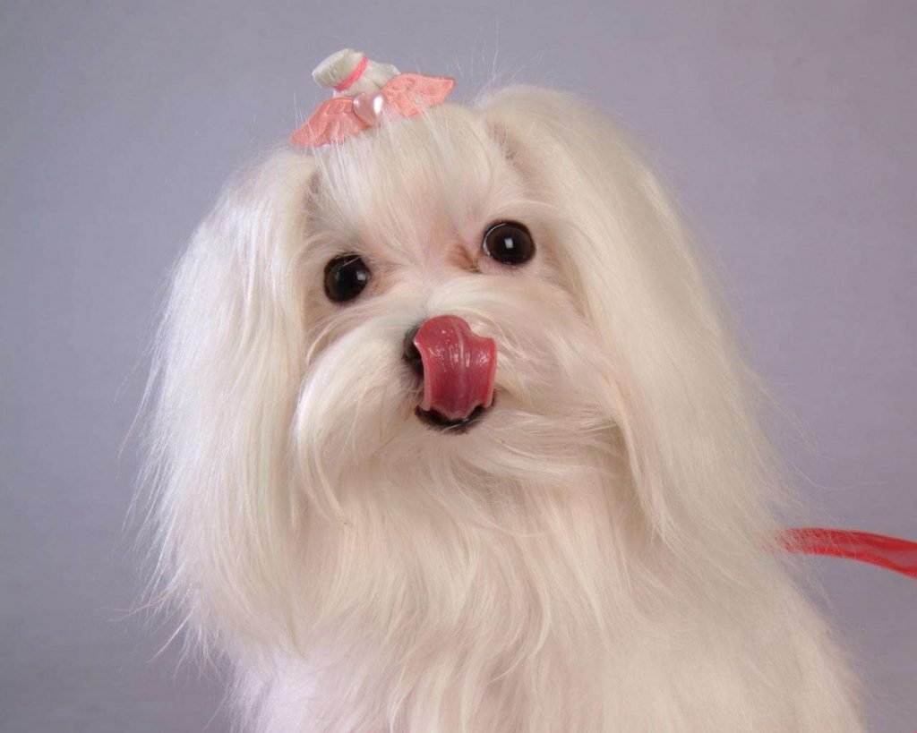 Болонка с бантиком