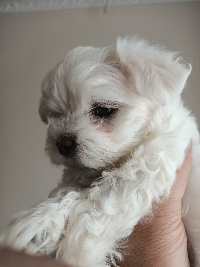 Мальтийская болонка 3 месяца