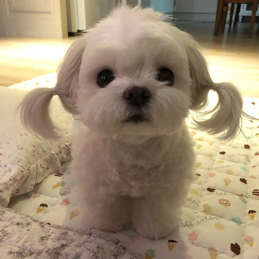 Мальтийская болонка Харт