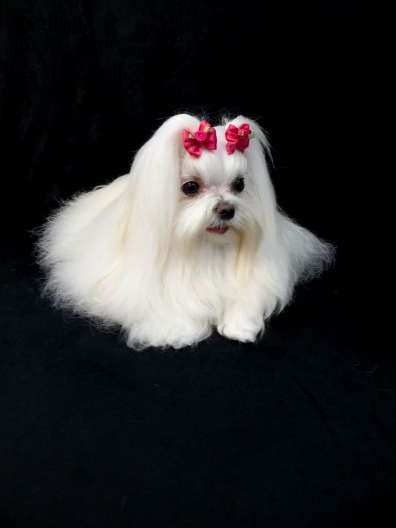 Мальтийская болонка тиакап