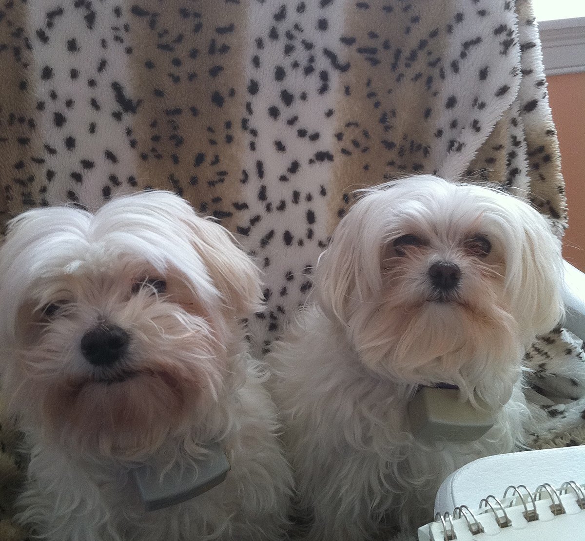 Мальтийская болонка микро