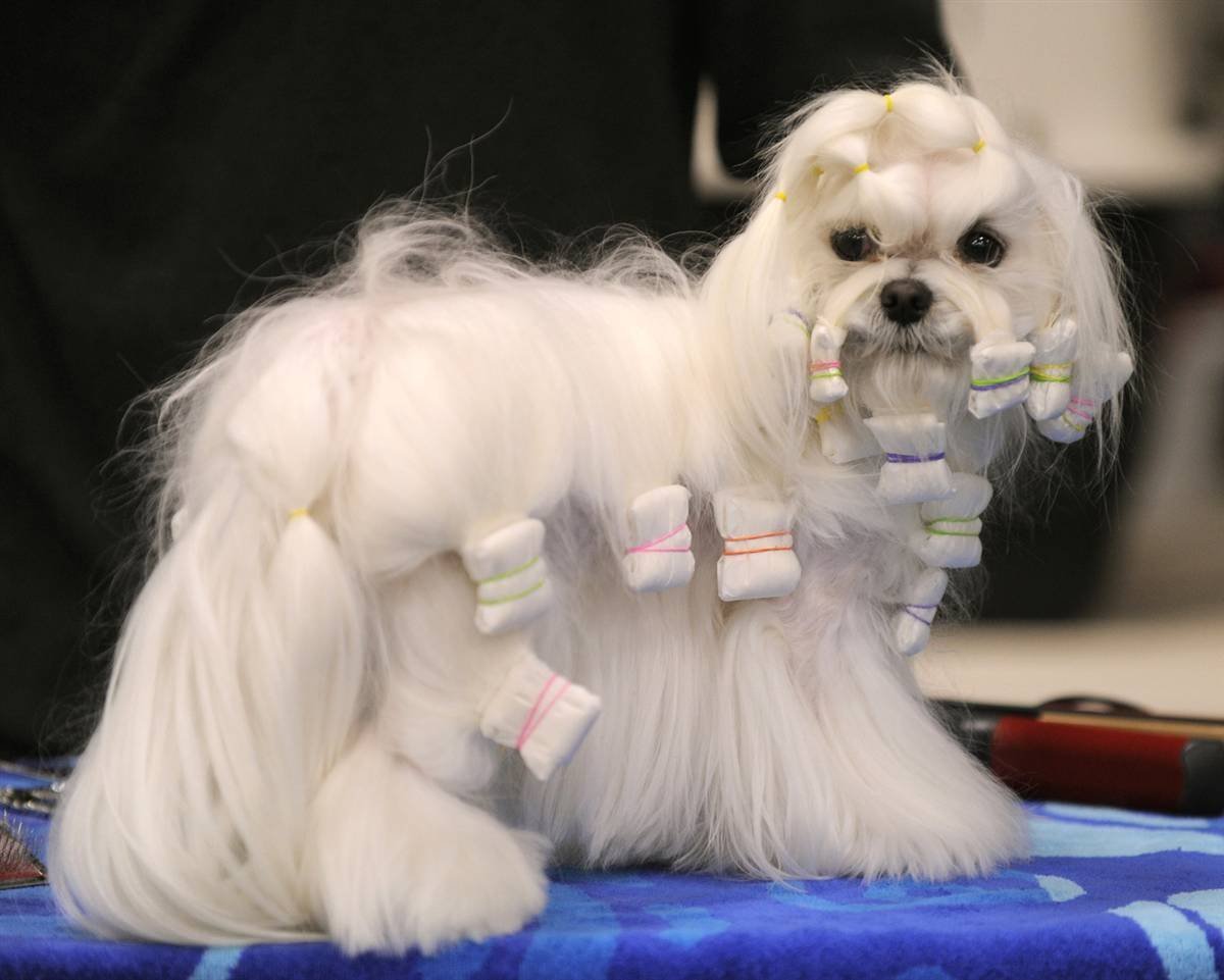 Мальтийская болонка Выставочная